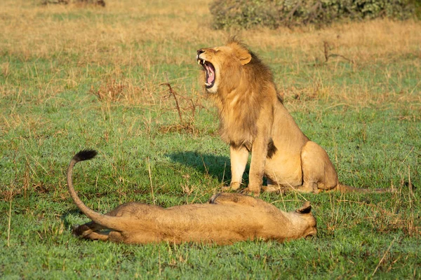 雄狮坐在俯卧的雌狮旁边打呵欠 — 图库照片