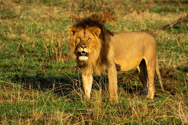 雄ライオンは草の目のカメラに立つ — ストック写真