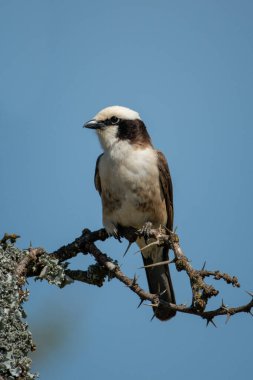 Kuzey beyaz taçlı örümcekkuşu dikdörtgen bir kamera.