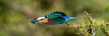 Panorama of lilac-breasted roller flying from branch clipart