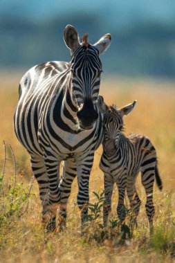 Düz zebra, kameraya bakan tay şeklinde duruyor.