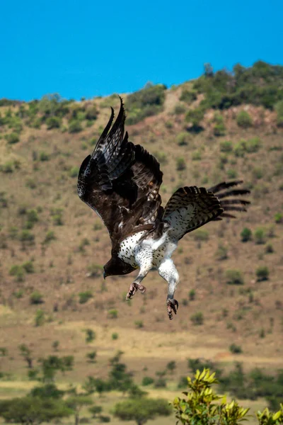 Aigle Martial Vole Vers Bas Avec Crête Derrière — Photo