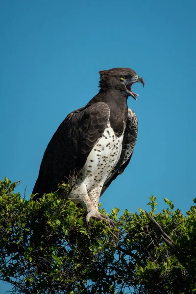 Martial Eagle Calls Bush Sun — Stock Photo, Image