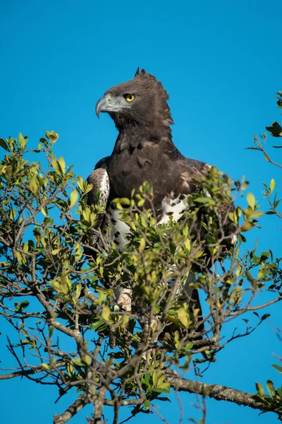 Martial eagle in bush half-hidden by leaves