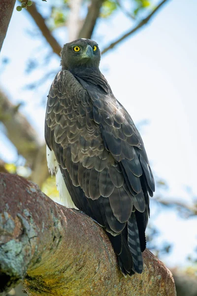 Martial Eagle Perched Branch Looking Out — Stock Photo, Image