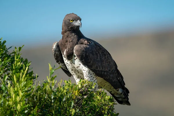 Perchoirs Aigle Martiaux Buisson Tournant Tête — Photo