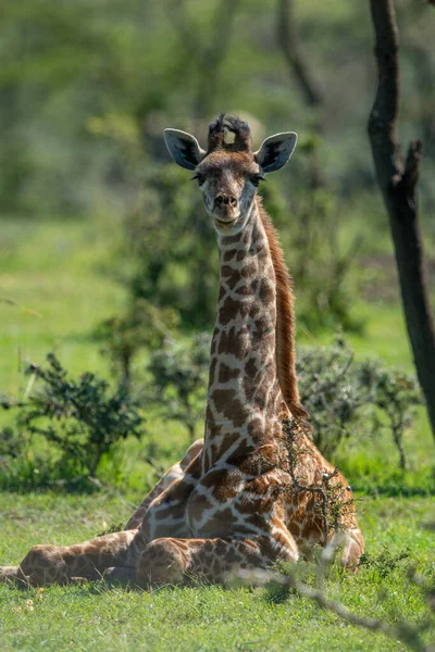 Masai Girafe Trouve Dans Herbe Caméra Surveillance — Photo