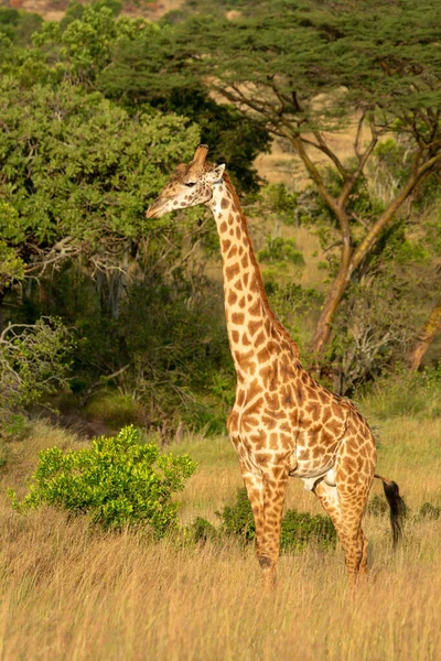 Girafa Masai Fica Grama Perto Árvores — Fotografia de Stock
