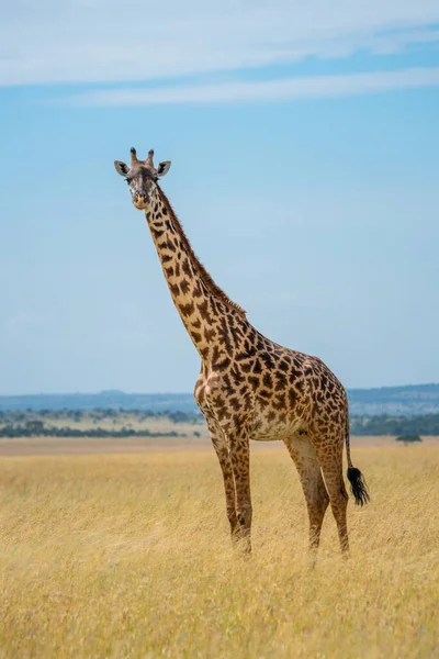 Masai Giraffe Stands Eyeing Camera Grass — Stock Photo, Image