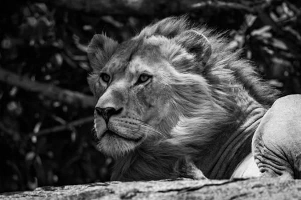 Mono Nahaufnahme Eines Männlichen Löwen Auf Einem Felsen — Stockfoto