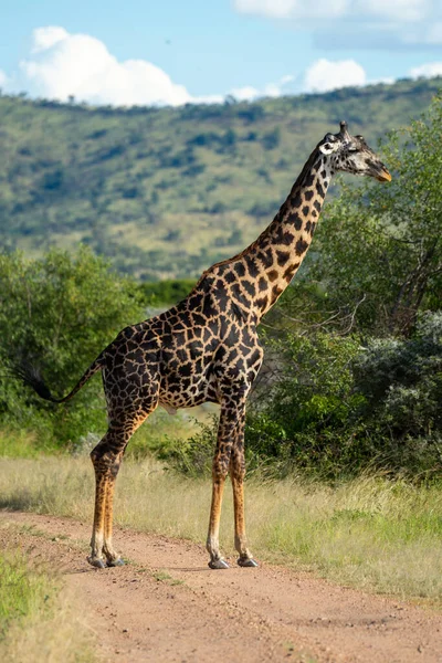 Masai Giraffe Stands Profile Track — Stock Photo, Image