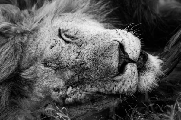 Mono Close Sleeping Male Lion Face — Stock Photo, Image