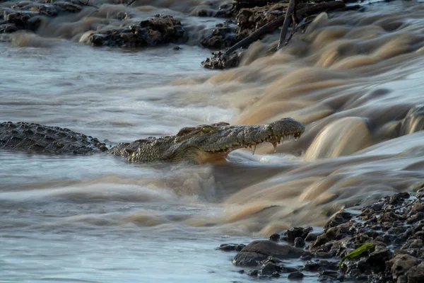 Krokodýl Nilský Čeká Ryby Vodopádu — Stock fotografie