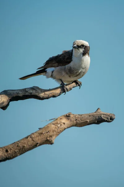 Northern White Crowned Shrike Branch Turning Head — Stock Photo, Image