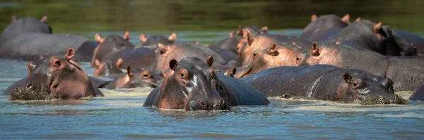 Panorama Hipopótamos Revolcándose Piscina Hipopótamos — Foto de Stock