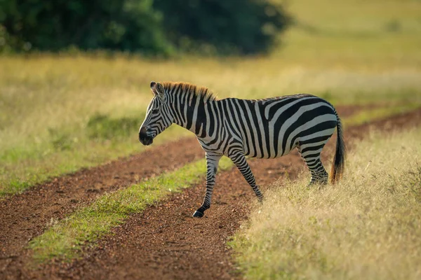 Zebra Überquert Feldweg Savanne — Stockfoto