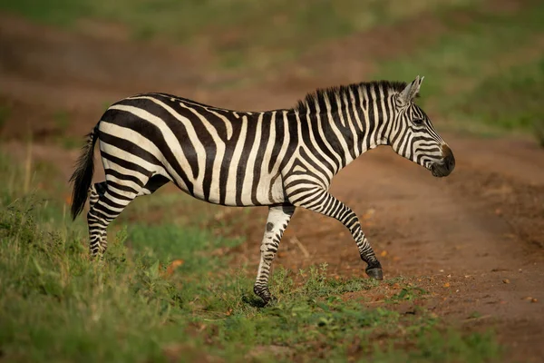Zebra Planícies Cruza Pista Sujeira Sol — Fotografia de Stock