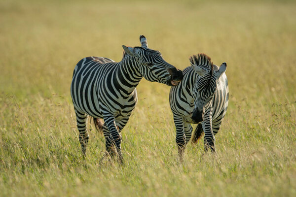 Plains zebra in long grass biting another