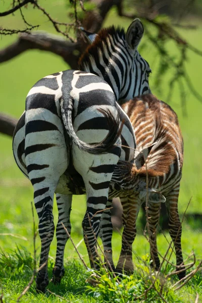 Plains Zebra Nurses Foal Grassy Plain — Stock Photo, Image