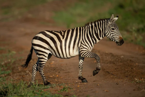 Równiny Zebra Podnosi Kopyta Przecinając Brud Toru — Zdjęcie stockowe