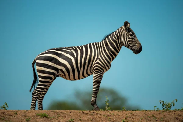 Plains Zebra Áll Láthatáron Parton — Stock Fotó
