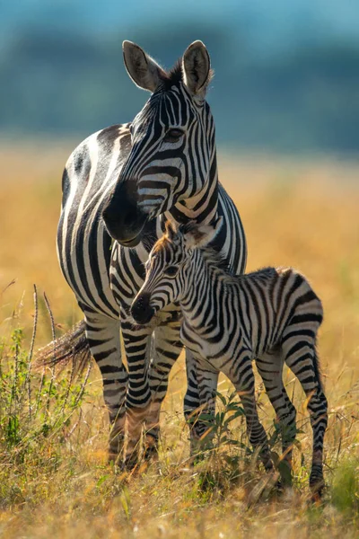 Pianure Zebra Stand Con Puledro Occhio Fotocamera — Foto Stock