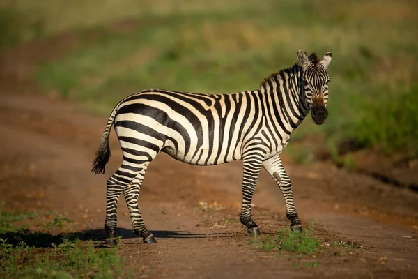 Plains zebra stands on track eyeing camera