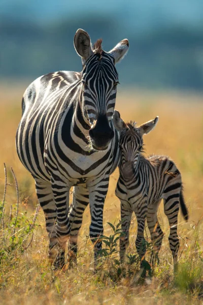 Pianure Zebra Stand Con Puledro Fotocamera Rivolta Verso — Foto Stock