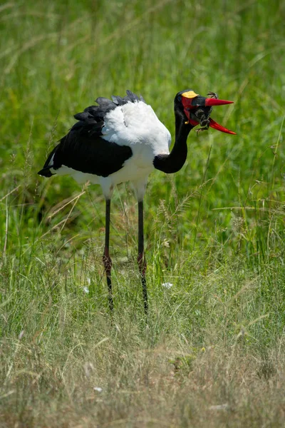 Saddle-billed stork in long grass holding frog
