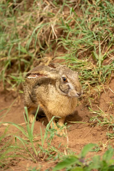 Scrub Hare Sits Grass Eyeing Camera — Stock Photo, Image