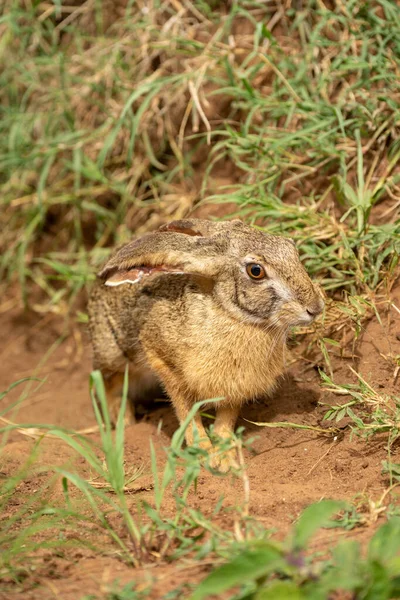 Scrub Hare Stands Grass Eyeing Camera — Stock Photo, Image