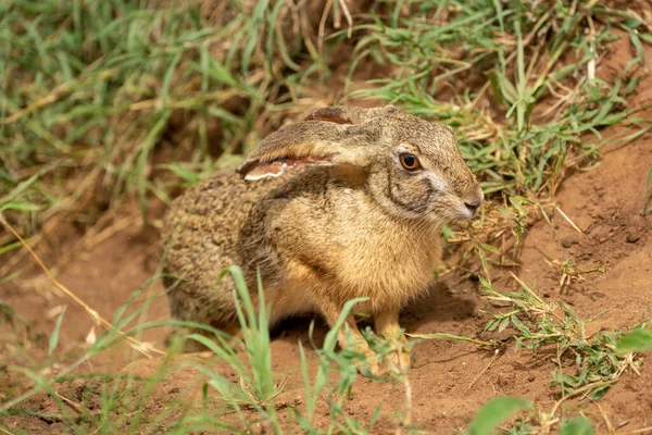 Scrub Hare Stands Grass Watching Camera — Stock Photo, Image