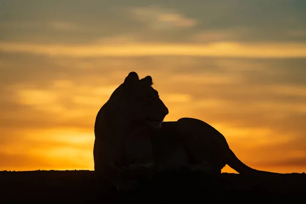 地平線の夜明けにライオンのシルエット — ストック写真