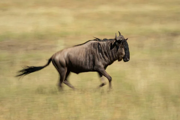 Panela Lenta Gnus Azuis Savana — Fotografia de Stock