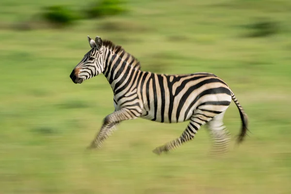 Langzame Pan Van Vlakten Zebra Kruising Gras — Stockfoto