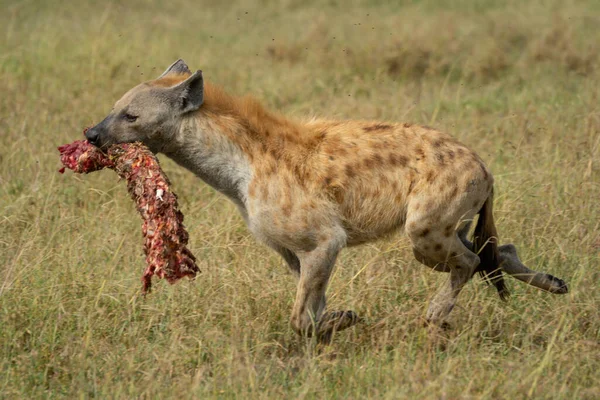 Spotted Hyena Crosses Savannah Carrying Bloody Bones — Stock Photo, Image