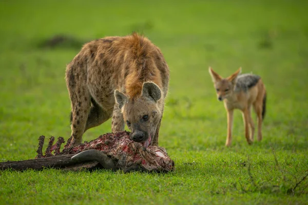 Skvrnitá Hyena Žvýká Jatečně Upravená Těla Jako Šakalské Hodinky — Stock fotografie