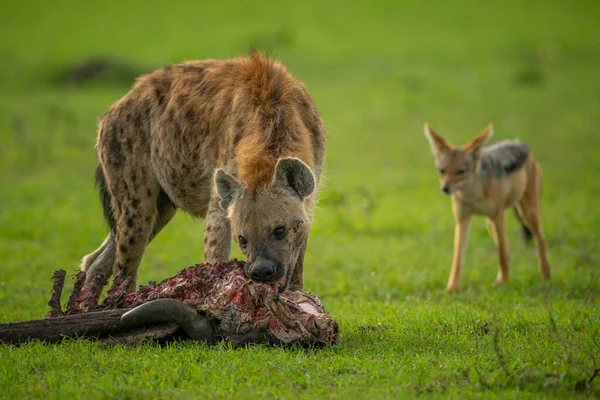 Skvrnitá Hyena Hlodá Tělo Pozorované Šakalem — Stock fotografie