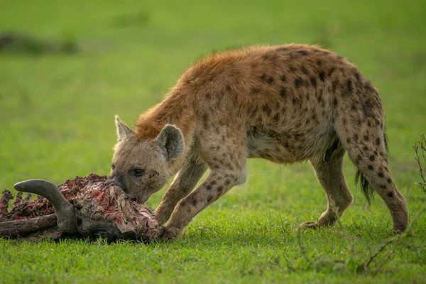 Skvrnitá Hyena Hlodá Jatečně Upravená Těla Krátké Trávě — Stock fotografie