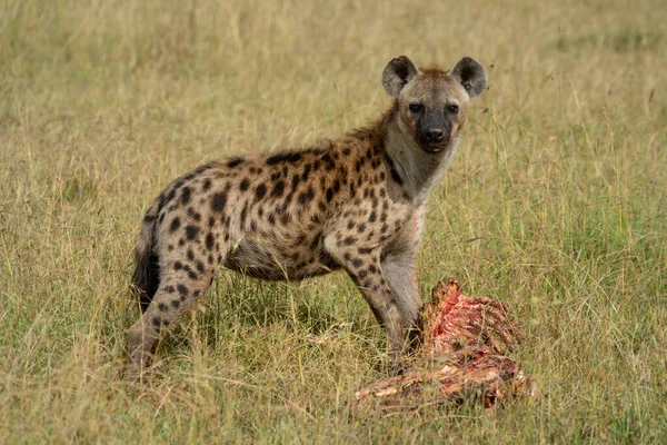Skvrnitá Hyena Stojí Trávě Kostmi — Stock fotografie