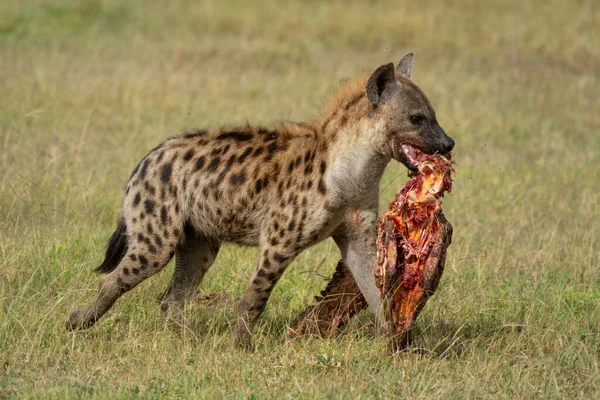 Spatřená Hyena Kráčí Přes Savannah Nese Kosti — Stock fotografie