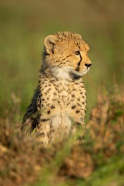 Çita yavrusu Savannah 'da oturuyor.