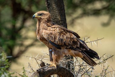 Tawny Eagle diken dalında duruyor.