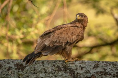 Tawny kartal liken kaplı dala bakıyor