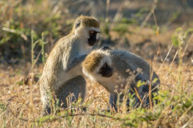 Vervet maymunu Savana 'da oturmuş, başka birini tımar ediyor.