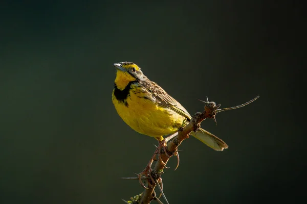 Amarillo Garganta Larga Ojos Cámara Rama Espinosa — Foto de Stock