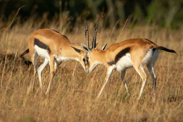 Two Male Thomson Gazelles Butt Heads Together — 스톡 사진