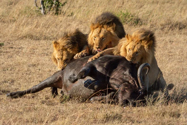 Tre Manliga Lejon Håller Fast Död Buffel — Stockfoto