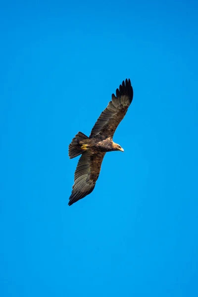 Águia Tawny Voa Céu Azul Perfeito — Fotografia de Stock