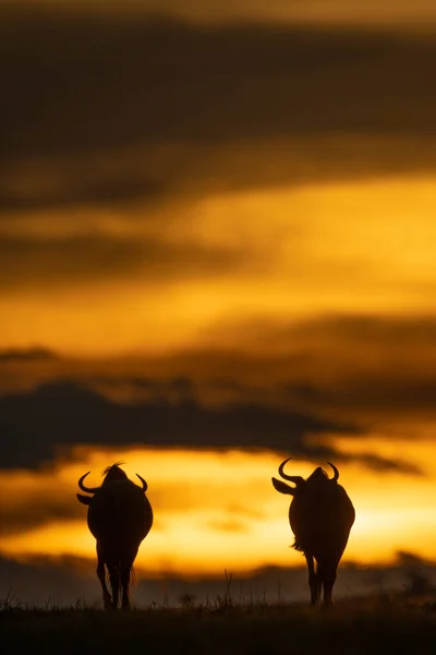 Dois Gnus Azuis Horizonte Pôr Sol — Fotografia de Stock